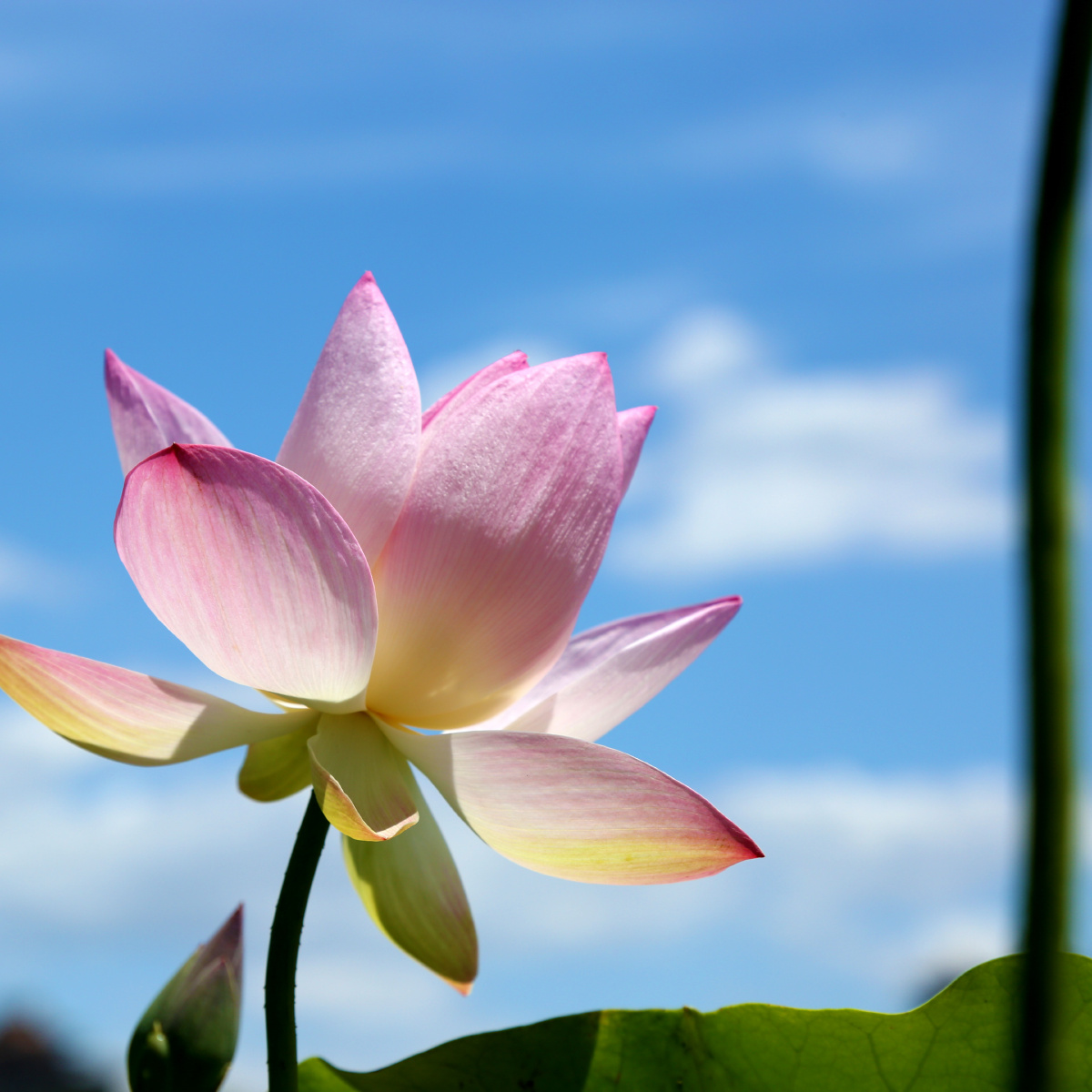 夏荷- 花花摄影 - 图虫