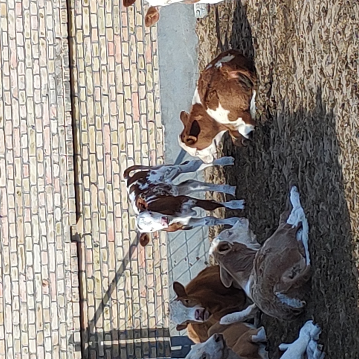 阔耐的小牛牛and羊羊