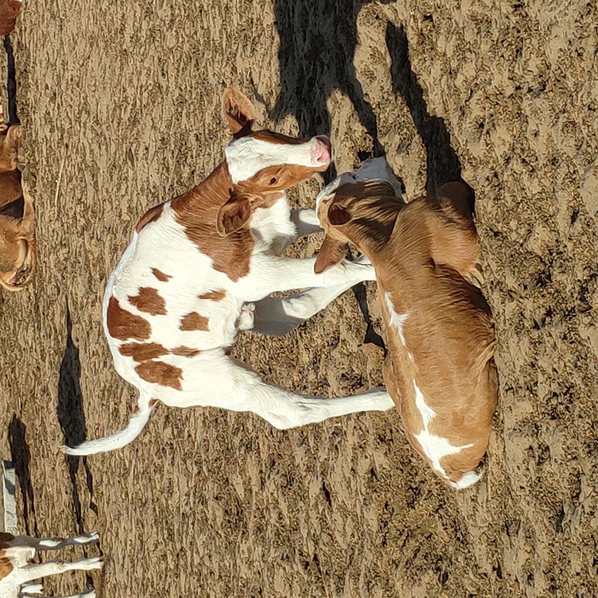 阔耐的小牛牛and羊羊