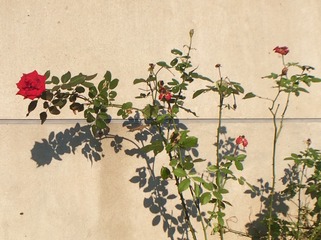 国画．玫瑰