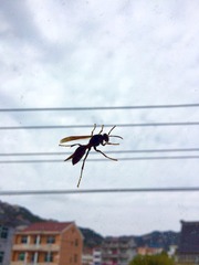 徒劳