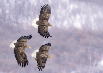 F48234DA-6013-4496-8BAF-5795B08AA778/L0/001