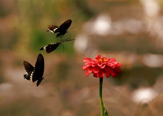 B88F4919-2CB1-480D-A6FE-249C7178F758/L0/001