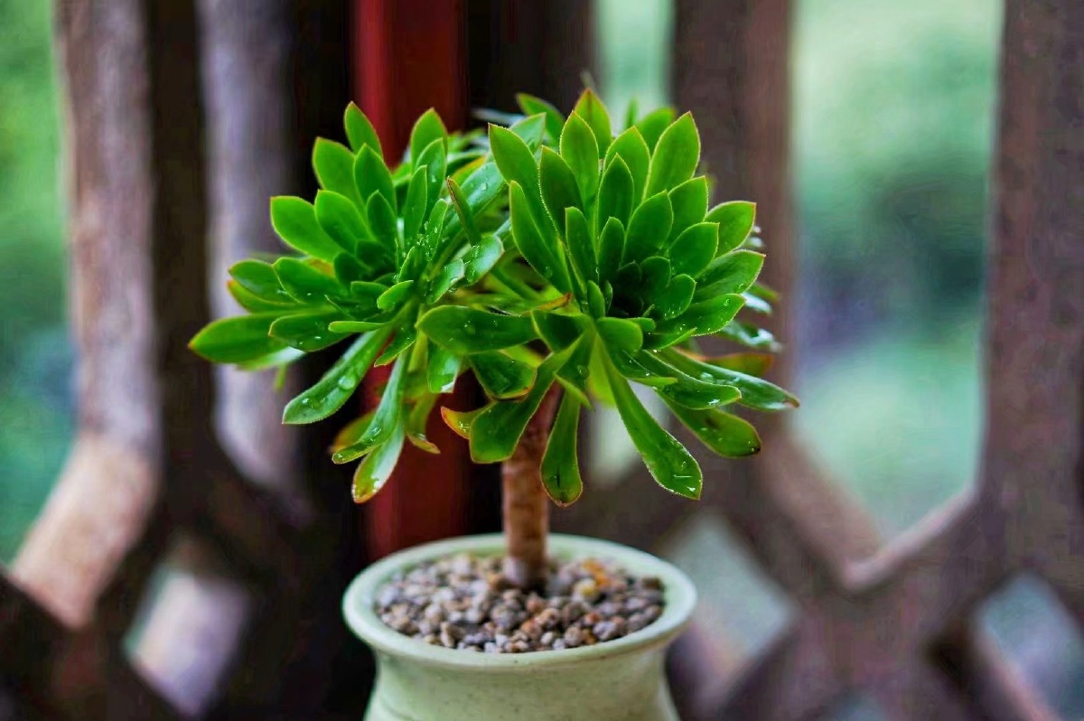 多肉的风姿! - 慕容灵惜 - 图虫