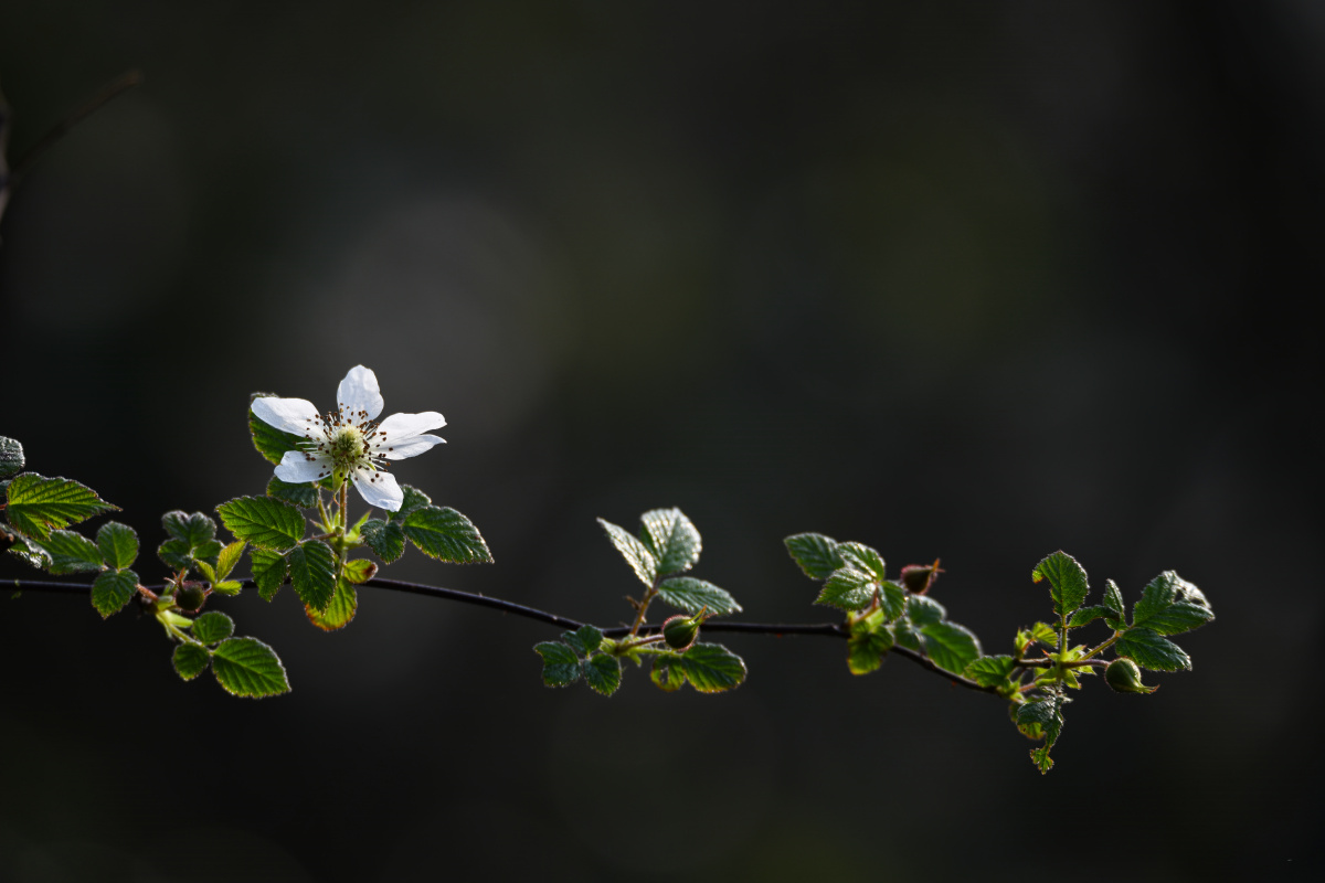 覆盆子花花语反抗叛逆