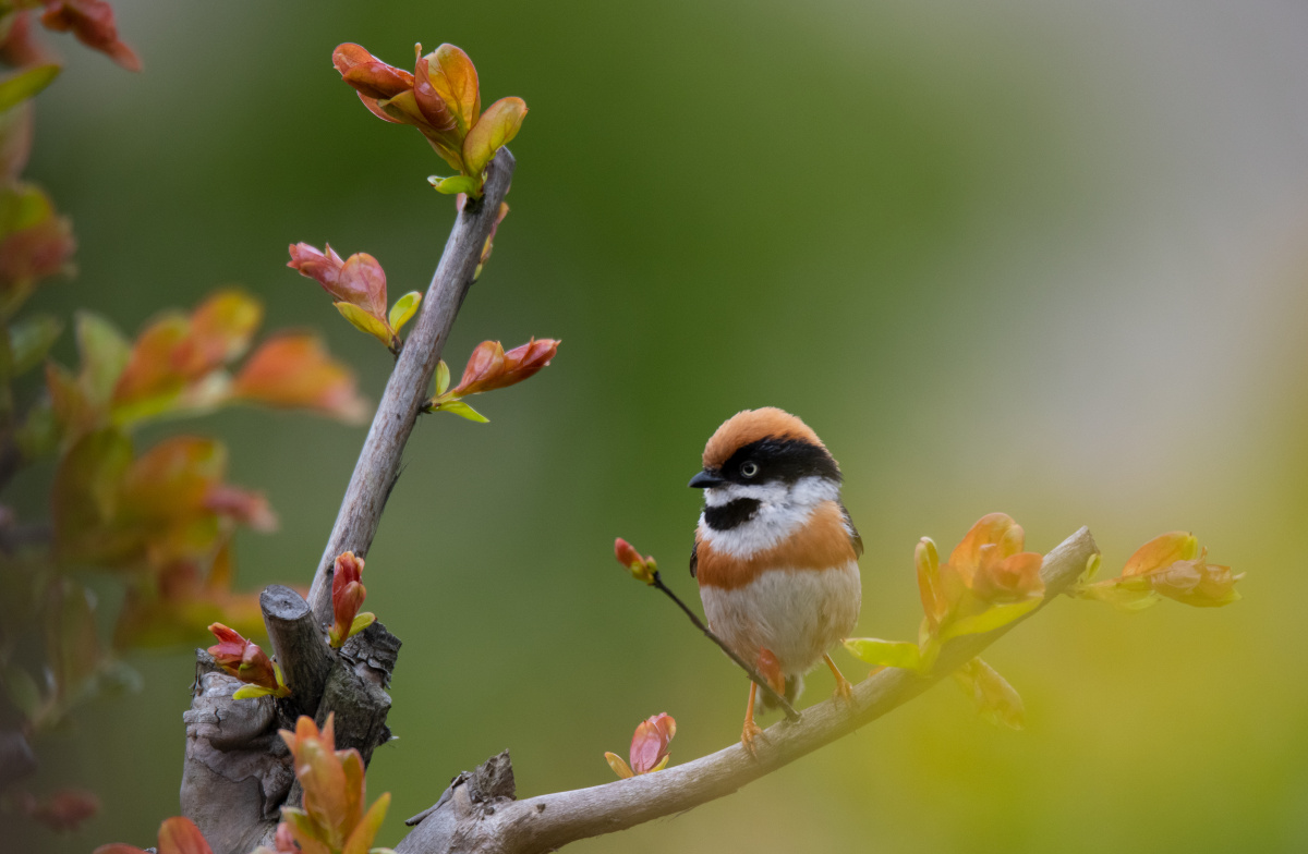 雀立春枝头,和风暖阳拂