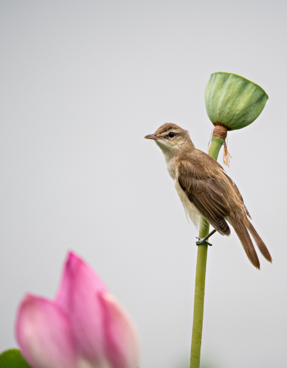 大尾莺大尾莺#花鸟_del_荷花51456#莲蓬#野生鸟类大自然还没有人打赏