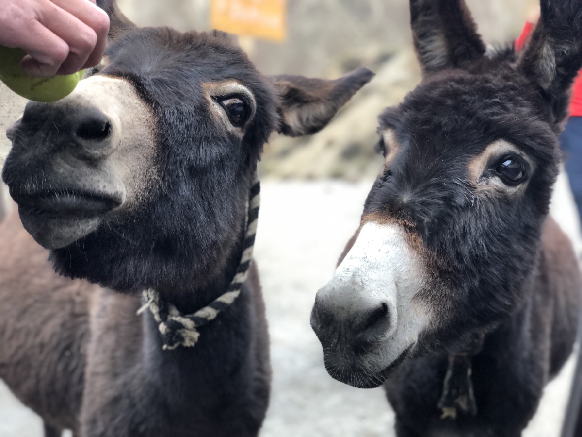 贪吃驴师傅被川藏公路的驴儿玩坏了