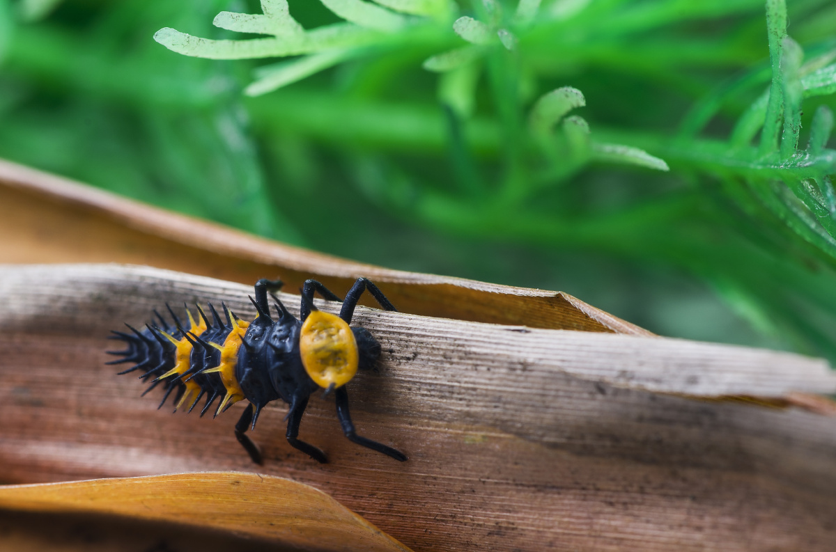 警戒色与保护色