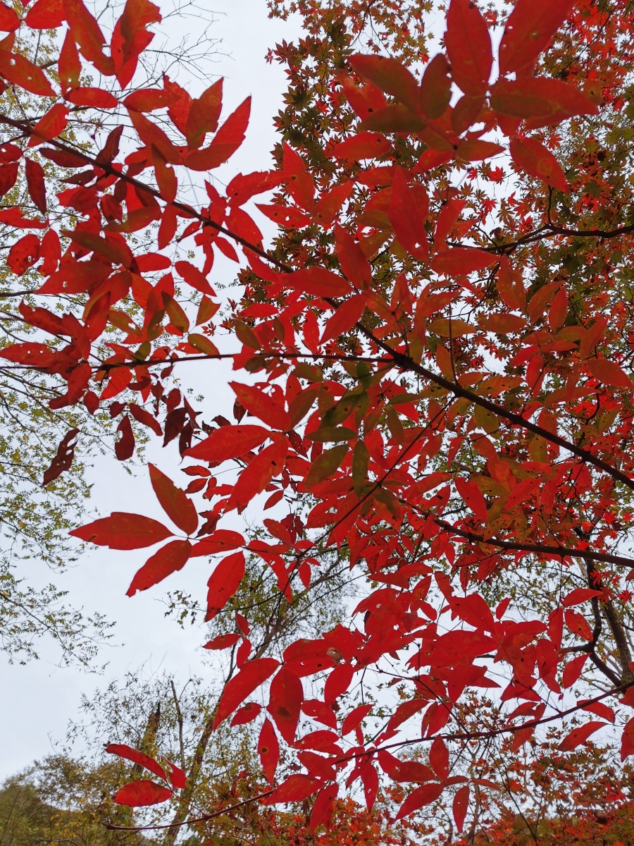 丹东蒲石河风景区枫叶红的渐入佳境