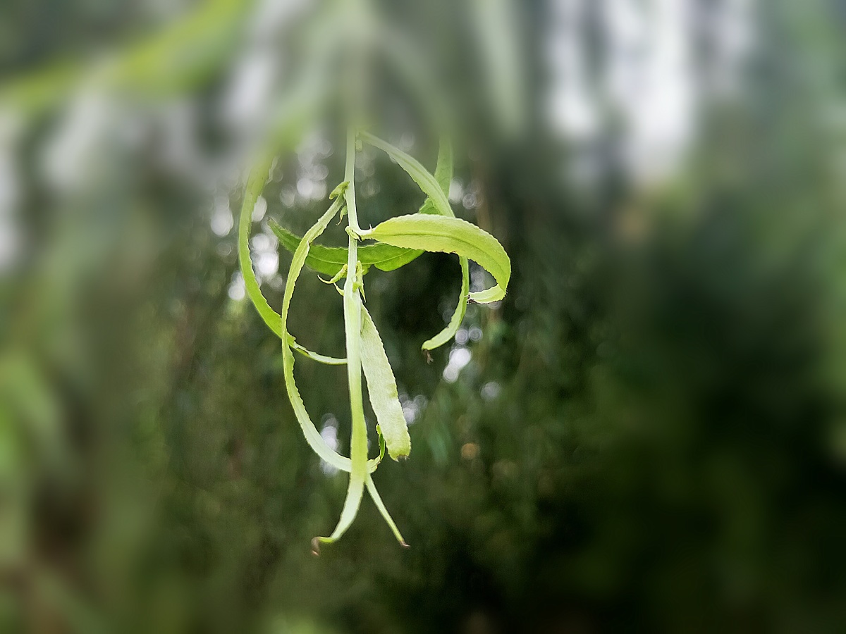 柳叶- 依依意境园 - 图虫