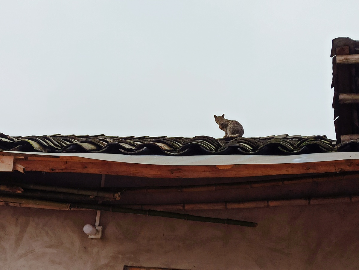 屋顶上那俏皮的猫