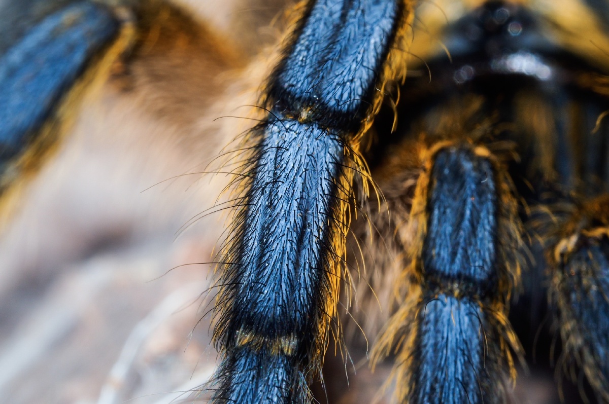 南非蓝腿巴布蜘蛛捕鸟蛛的一种本身是一种非常稀少的品种在欧洲蓝色是