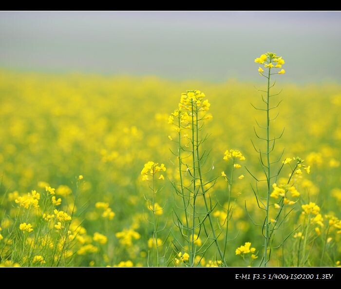 油菜花田