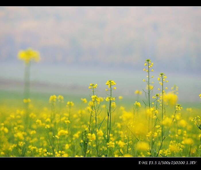 油菜花田