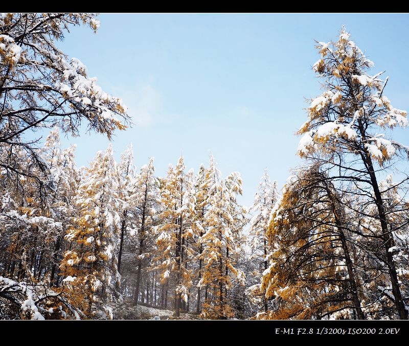 阿尔山林海雪景