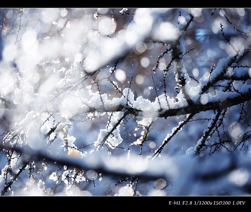 阿尔山林海雪景