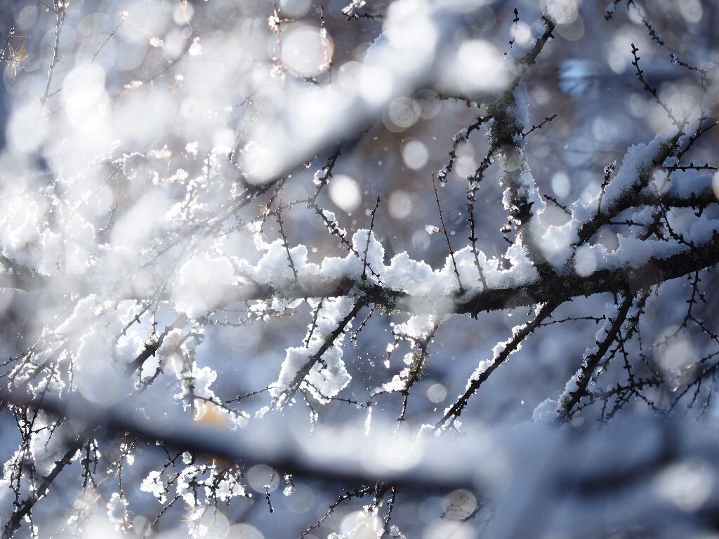 阿尔山初冬的第一场大雪——雪停后，阳光照射下树梢的积雪晶莹剔透...