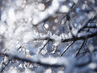 冬雪