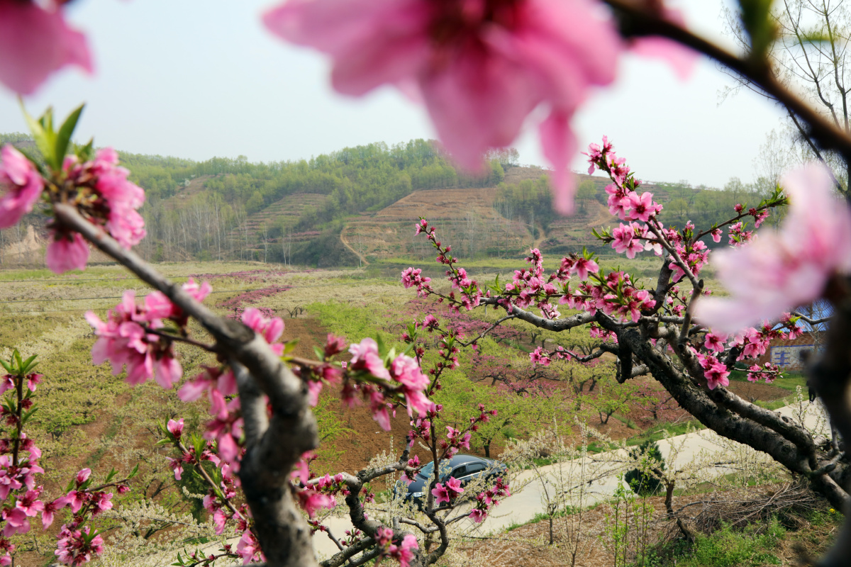 山花烂漫(南阳)