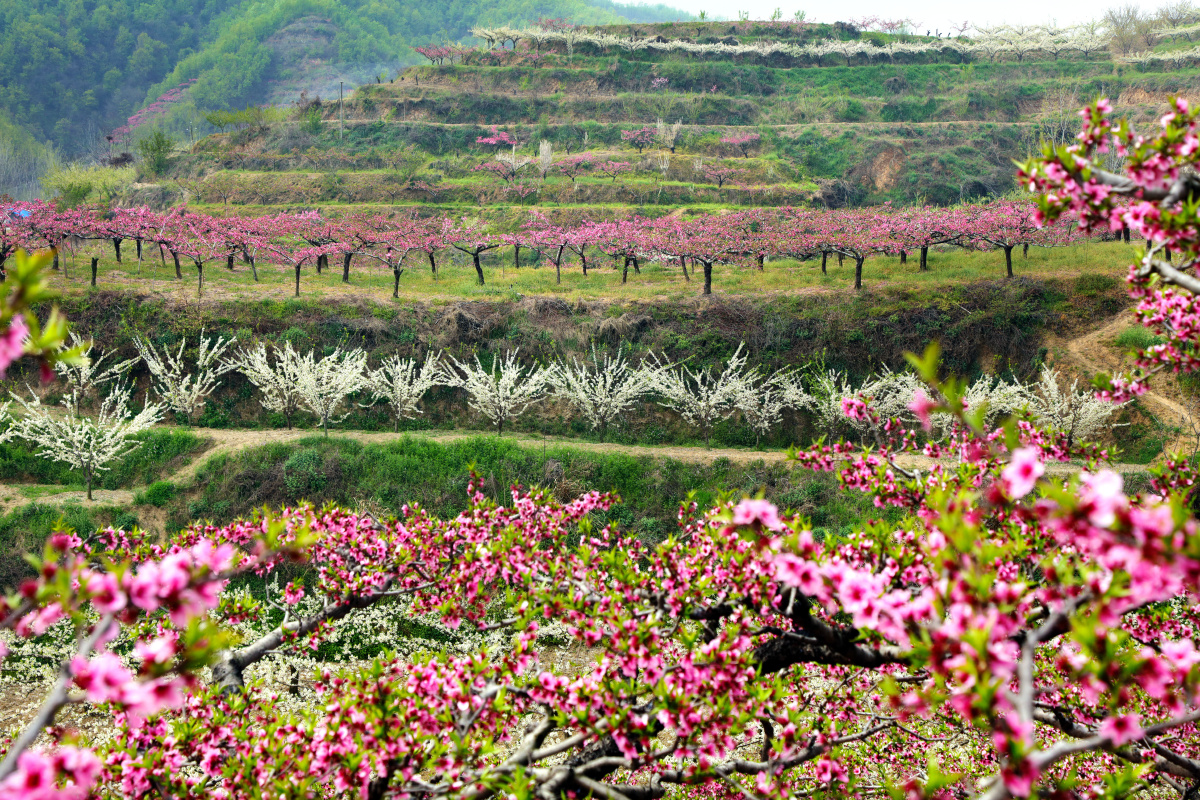 山花烂漫(南阳)