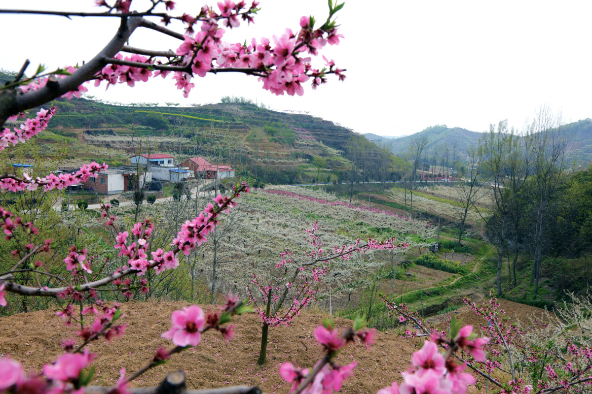 山花烂漫(南阳)