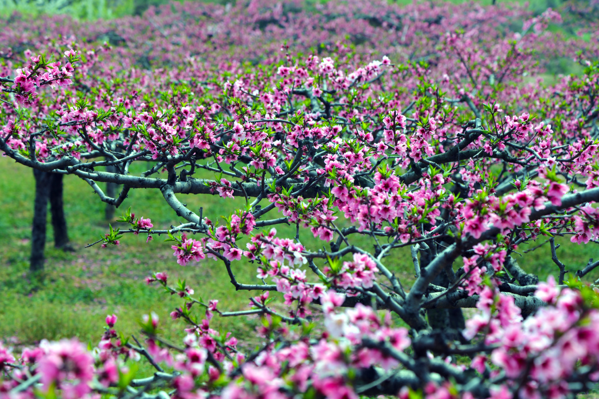 山花烂漫(南阳)