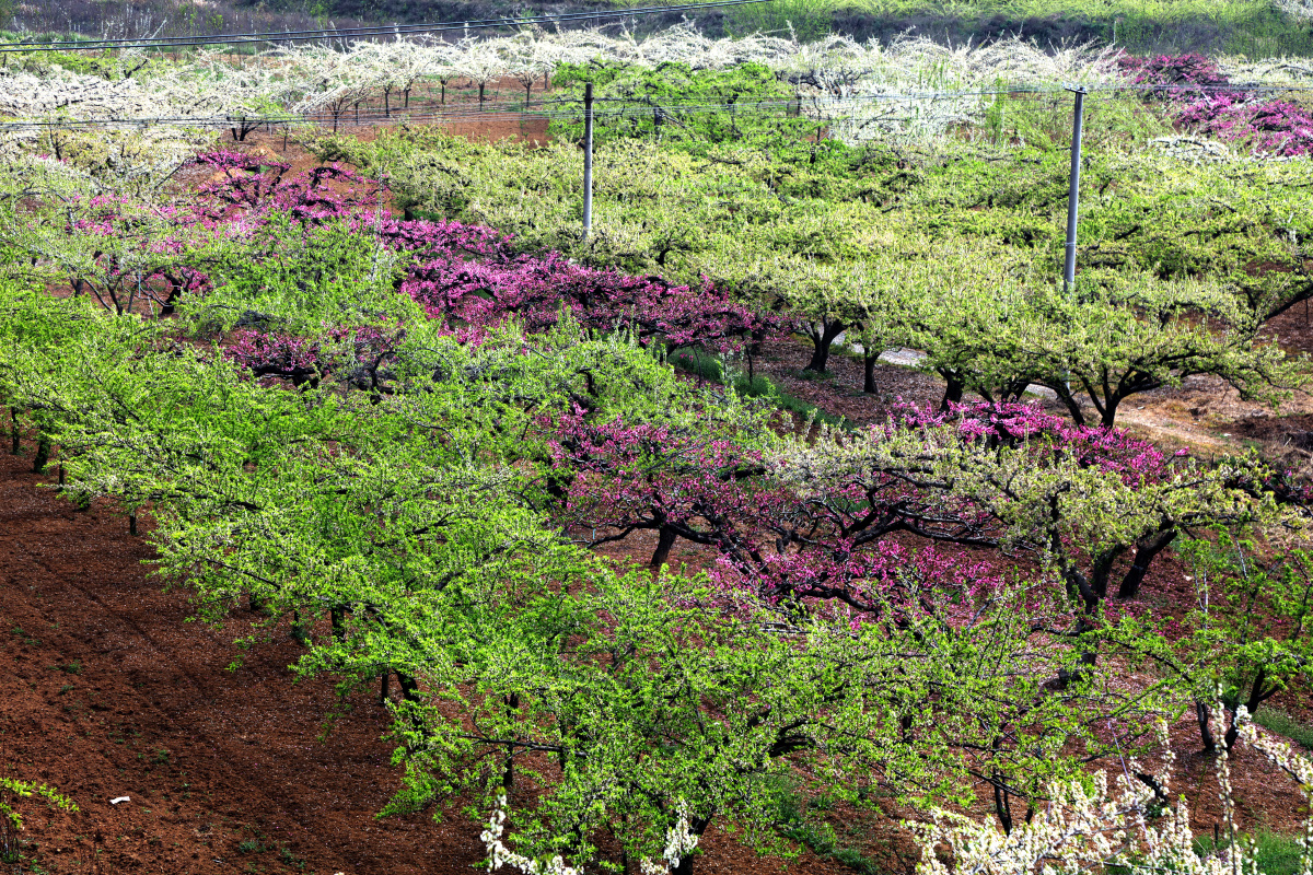 山花烂漫(南阳)