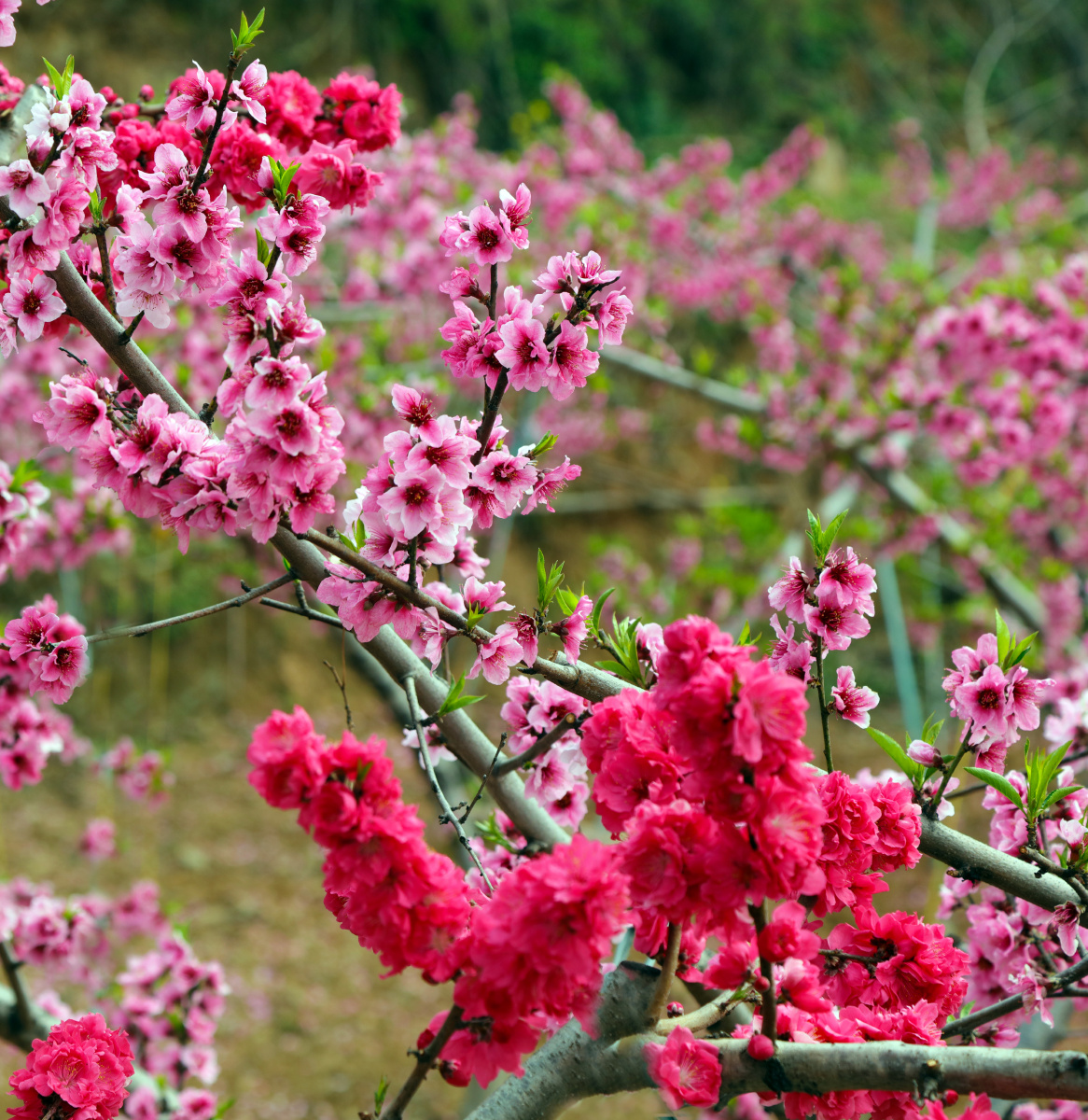 山花烂漫(南阳)