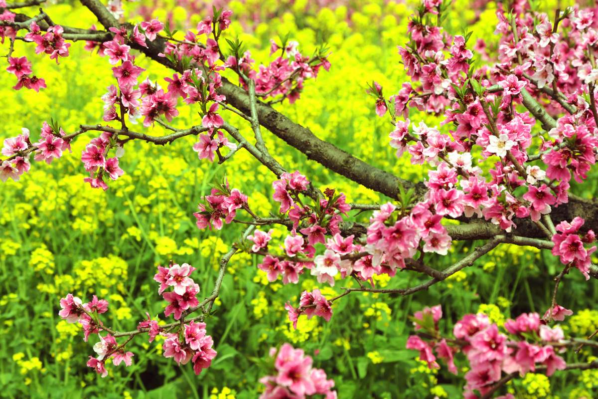 山花烂漫(南阳)