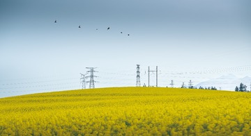 2617418