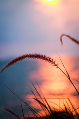 DPP_112230400