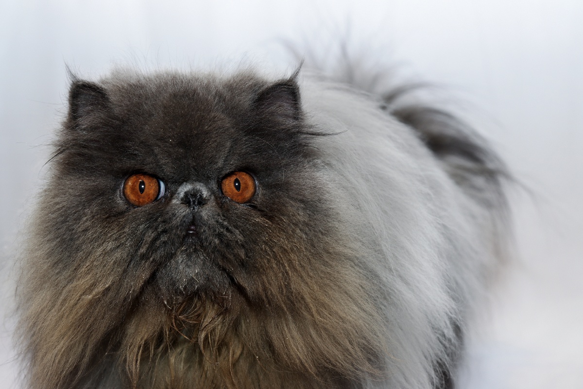 波斯猫黑毛正脸