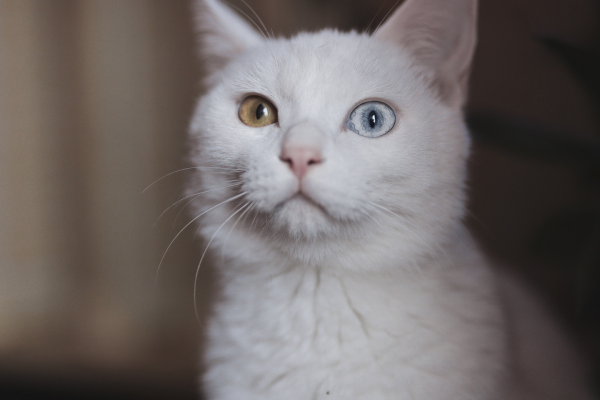 异瞳白猫大光圈暗光宠物猫