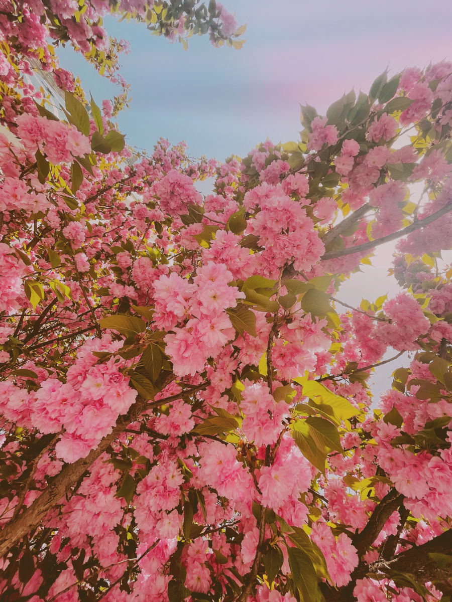 繁花似锦的季节