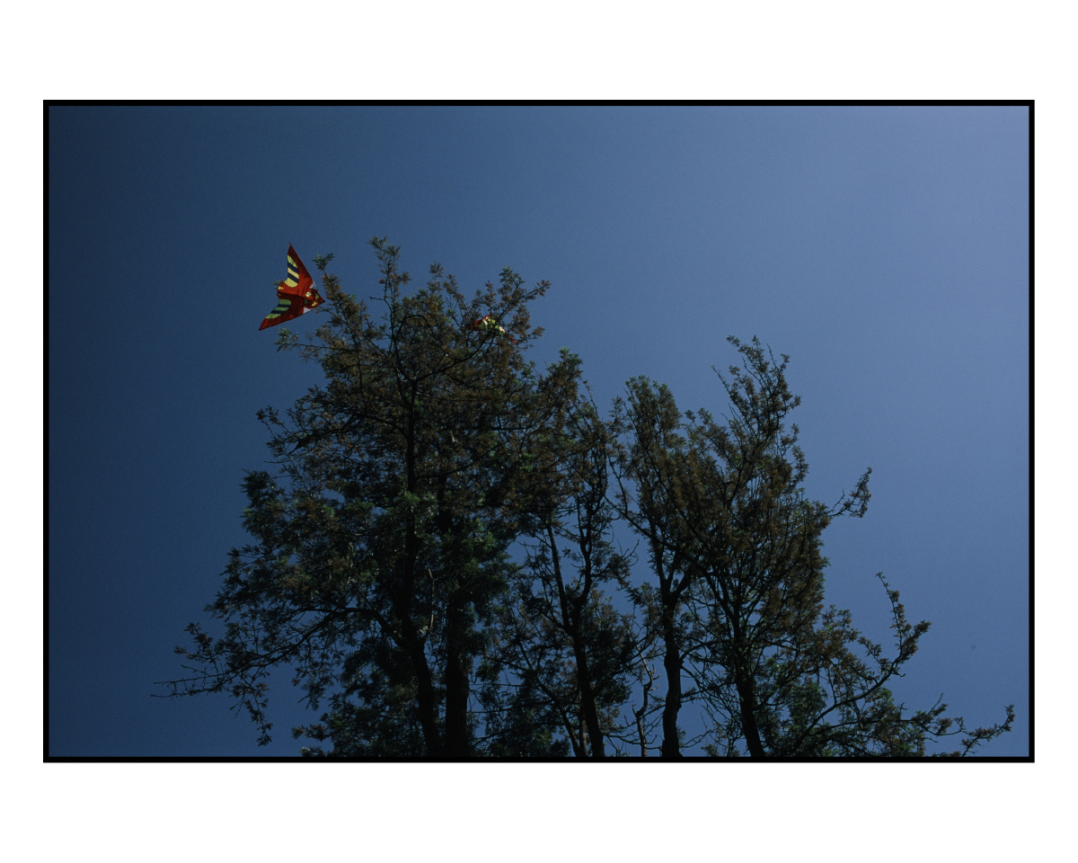花花草草云云鸟鸟叠叠词词