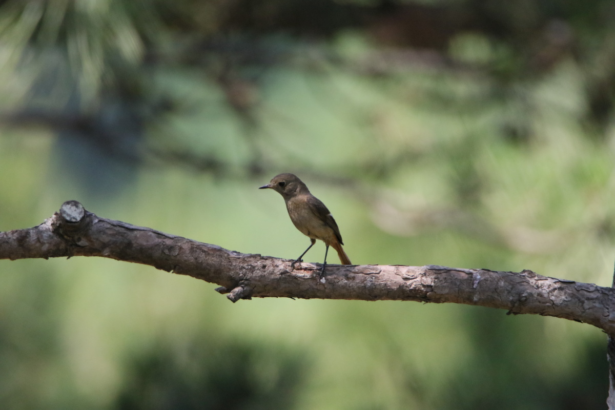 在蓟县拍的小鸟