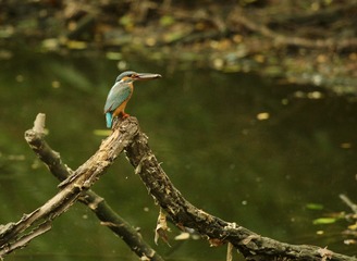 IMG_1896_