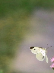 IMG_9713__
