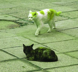 IMG_9785_