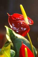 IMG_0979_