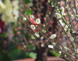 IMG_1292_