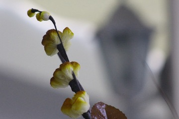 IMG_1294_