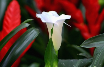 IMG_1273_
