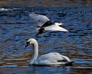 IMG_2266__