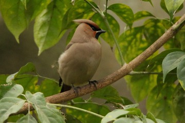 IMG_2296_