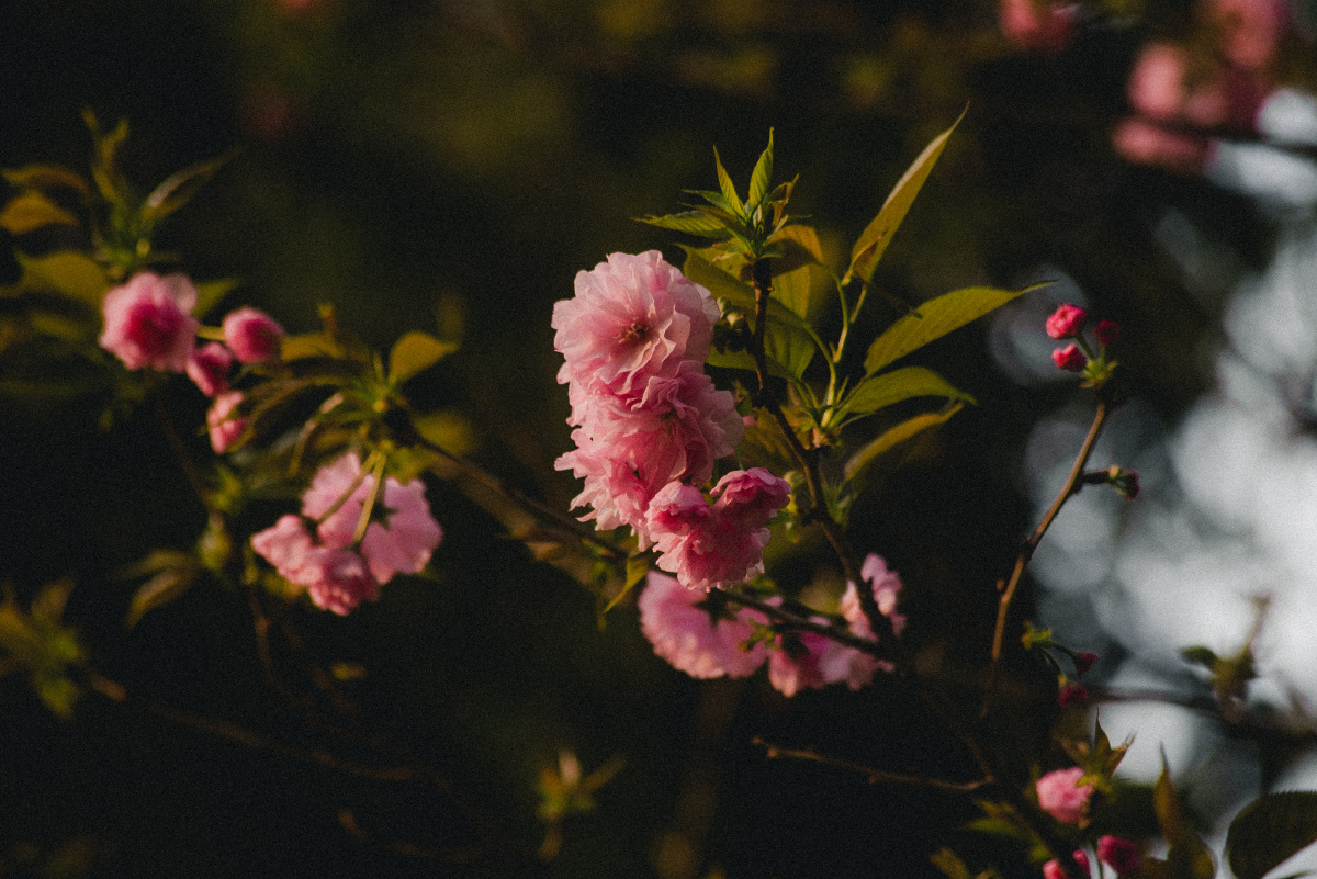 樱花樱花学名cerasussp是蔷薇科樱属几种植物的统称在中国植物志新