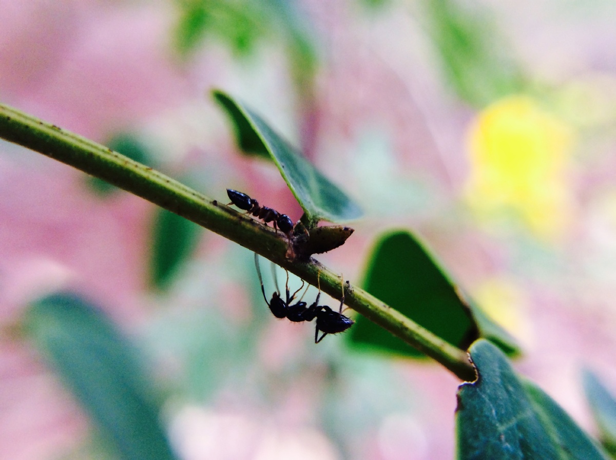 苹果 几十元的微距镜头,两只蚂蚁在交流信息