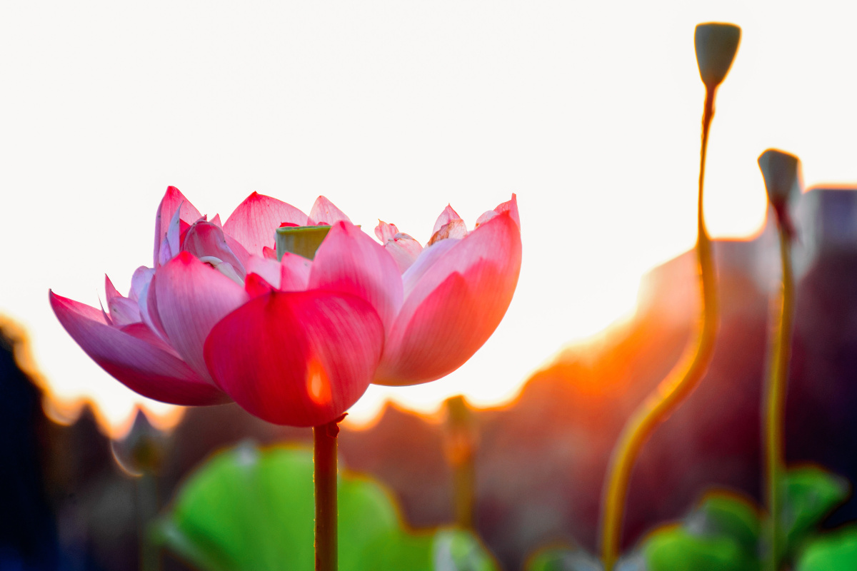 阳光从荷花后面射过来,夕阳西下,十分美丽.