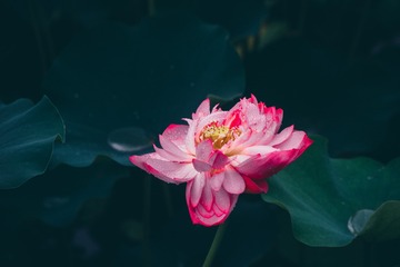 DSC_2478-2